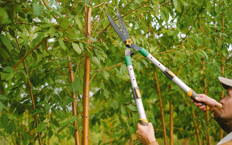 Tree trimming in Wasola, MO